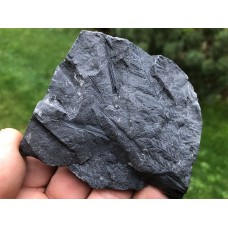 Senftenbergia plumosa